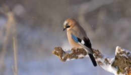 jay-548381