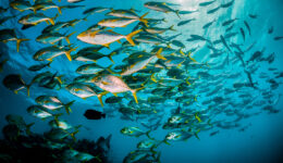 monitorizacao-de-mamiferos-marinhos-fauna-destaque